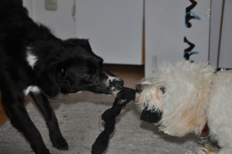 Nemo&Diva beim Spiel
